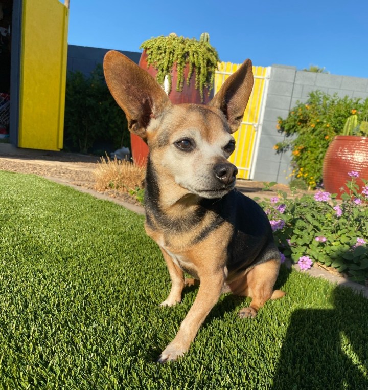 Forever in My Heart: A Tribute To My Beloved&nbsp;Rocky